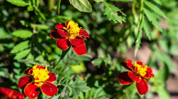 Flores Vermelhas Tagetes Jardim Verão Foco Seletivo — Fotografia de Stock