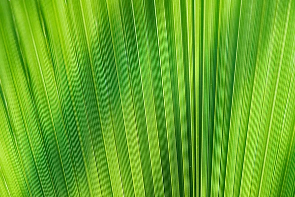 Konsistensen Den Gröna Palmblad Lumen Bakgrund — Stockfoto