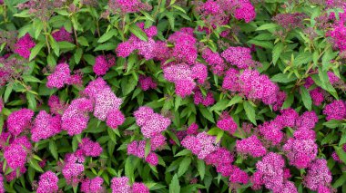 Bahçede çiçek açan pembe Spiraea japonica, arka plan.