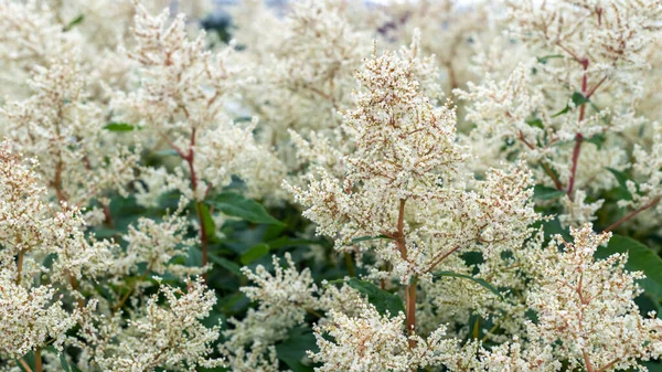White Astilba Flowers Garden — Stock Photo, Image