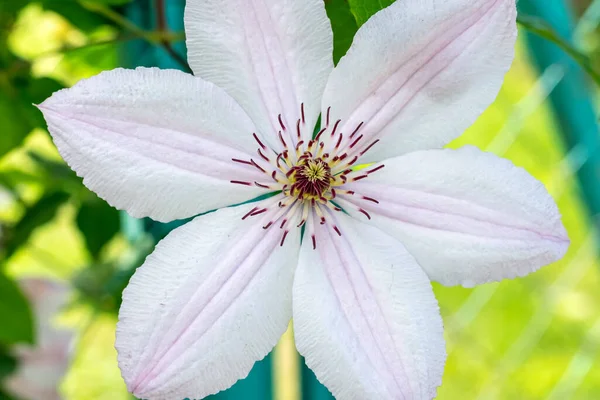 Weiße Klematisblüte aus nächster Nähe im Garten. — Stockfoto