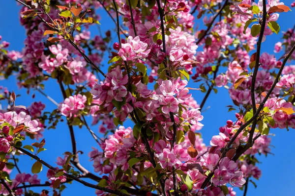Çiçek açmış kırmızı meyve ağaçları sokağı.