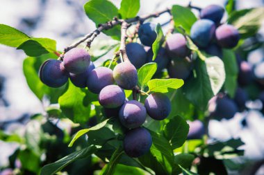 Bahçedeki erik ağacında taze meyve..