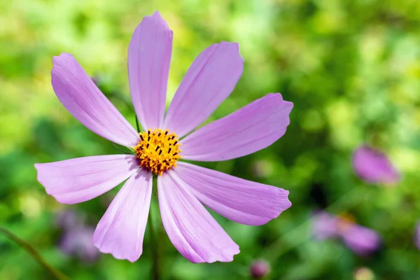 Розовый Цветок Cosmea Расплывчатом Зеленом Фоне Избирательный Фокус — стоковое фото