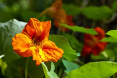 Bulanık bir arkaplanda parlak turuncu nasturtiyum çiçeği, kapat.