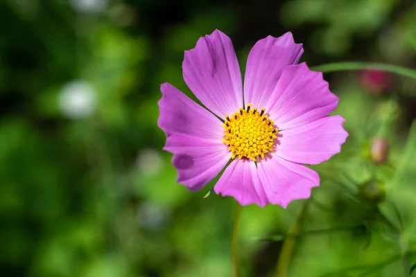 Purple Cosmea Flower Blurred Background Close — Stock Photo, Image