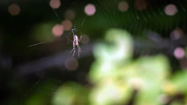 Ormanda Bir Üzerinde Örümcek Sığ Bir Alan Derinliği — Stok fotoğraf