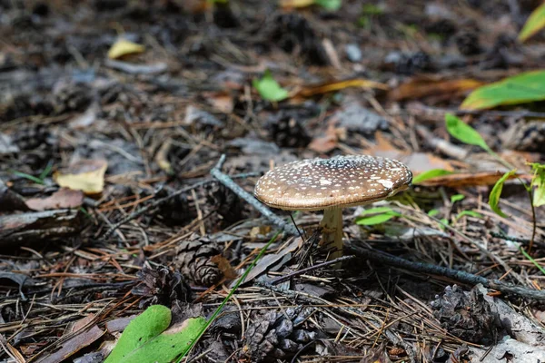 Brown Μανιτάρι Toadstool Στο Δάσος — Φωτογραφία Αρχείου