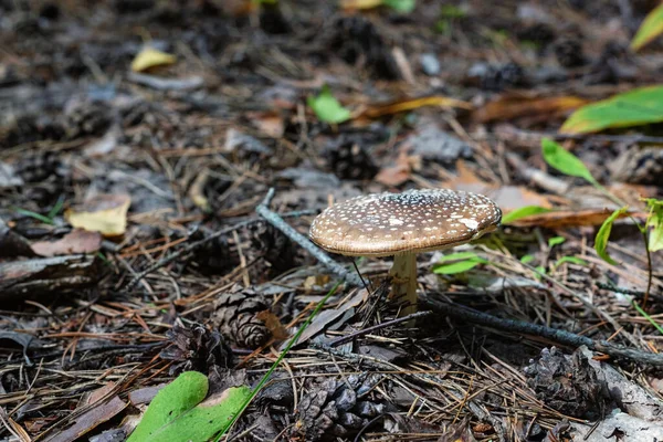 Sgabello Rospo Fungo Marrone Nella Foresta — Foto Stock