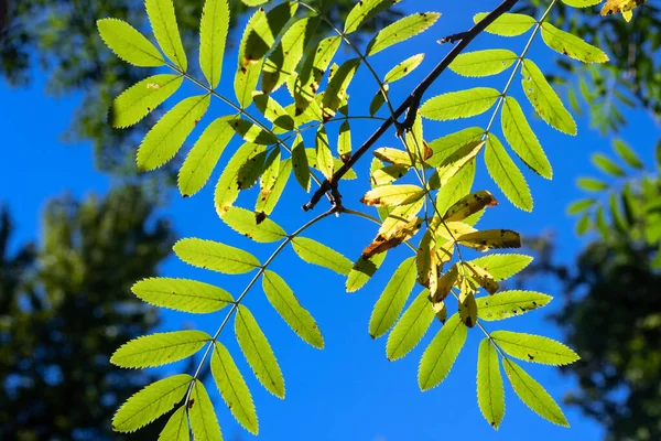 Πράσινα Φύλλα Ένα Κλαδί Κωπηλασίας Πάνω Έναν Γαλάζιο Ουρανό Φόντο — Φωτογραφία Αρχείου