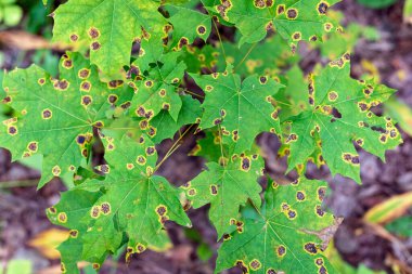 Yeşil akçaağaç yaprakları ormandaki bir dalda, arka planda.