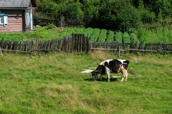 Krowa Wypasa Się Zielonej Łące Przed Wiejskim Domem Rosja — Zdjęcie stockowe