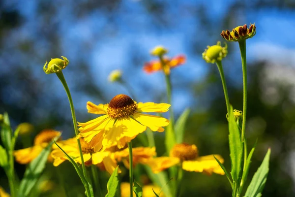 夏园中的黄色芙蓉花 — 图库照片