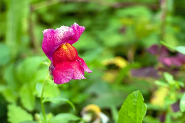 Rode Bloem Antirhinum Zomertuin Achtergrond — Stockfoto