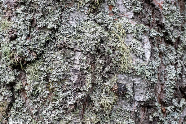 Lichenes Verdes Tronco Abedul Bosque Fondo — Foto de Stock