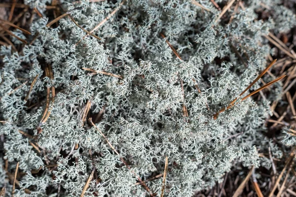 Licheń Cladonia rangiferina w lesie, tło. — Zdjęcie stockowe