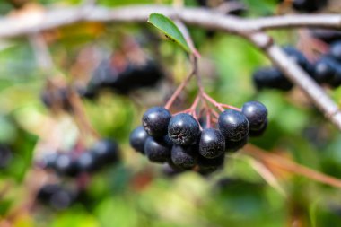 Bahçede bir demet Aronia melanocarpa meyvesi.