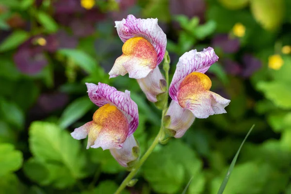 Nahaufnahme lila gelbe Blume Antirrhinum im Garten. — Stockfoto