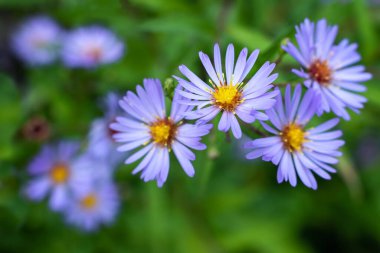 Bahçedeki Symphyotrichum novi-belgii 'nin mavi çiçeklerini kapat..