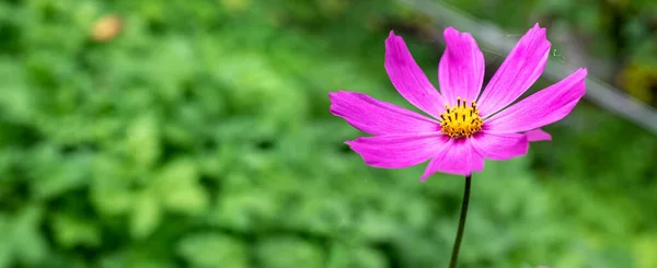 Pink Cosmos on a blurry green background. — Stock Photo, Image