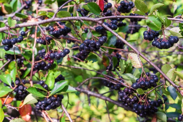 Trauben von schwarzen Beeren Aronia melanocarpa im Garten, schwarze Beere. — Stockfoto