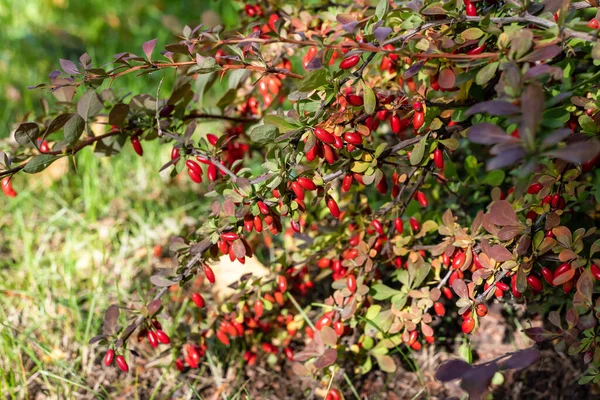 庭の果実の赤い果実 選択的な焦点 — ストック写真