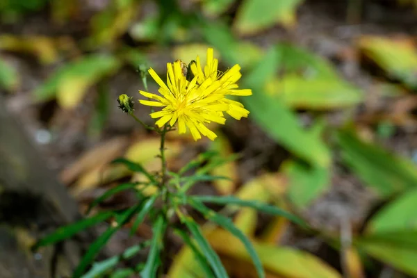 Élénk Sárga Hieracium Virágok Erdőben Háttér — Stock Fotó