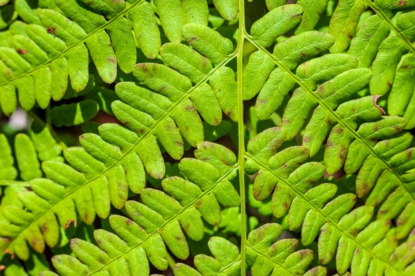 Ovanifrån Grön Ormbunksblad Skogen Bakgrund — Stockfoto