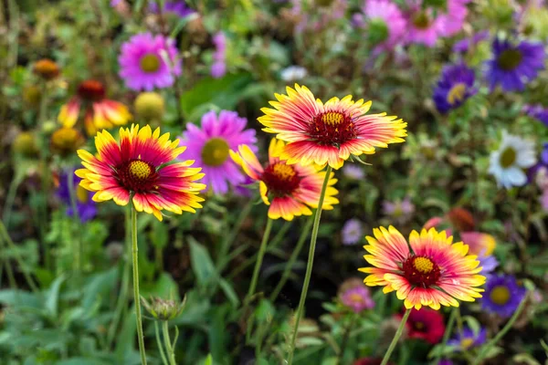 Bright Gaillardia Flowers Summer Garden Background — Stock Photo, Image
