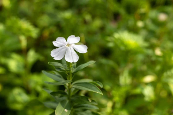 Weiße Phlox Subulata Blüte Auf Verschwommenem Hintergrund Selektiver Fokus — Stockfoto
