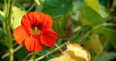 Yaz bahçesinde kırmızı nasturtium çiçeği, arka plan.