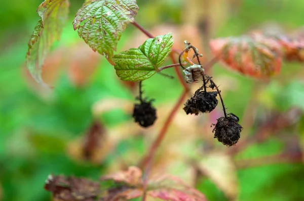 Black Dry Raspberries Autumn Garden — Stock Photo, Image