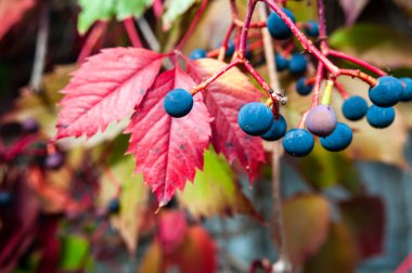 Sonbahar bahçesindeki mavi partenosissus meyvesini kapat..