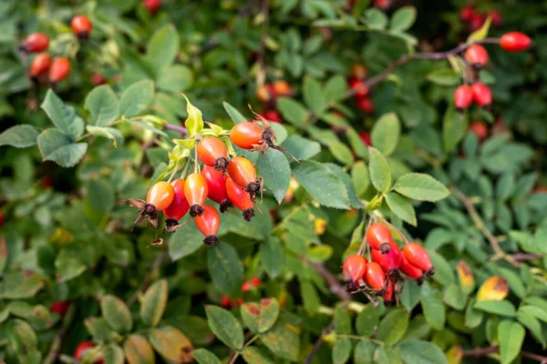 Bahçede turuncu gül kalçaları.