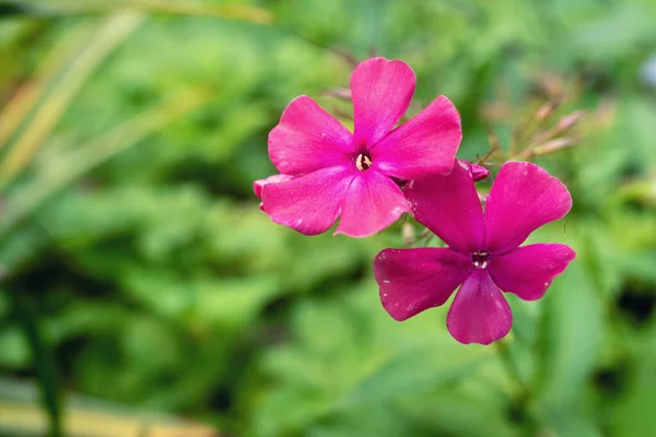 Viola Phlox Fiore Uno Sfondo Sfocato — Foto Stock