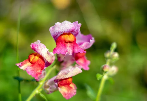 Lila Antirrhinum Blüht Garten — Stockfoto