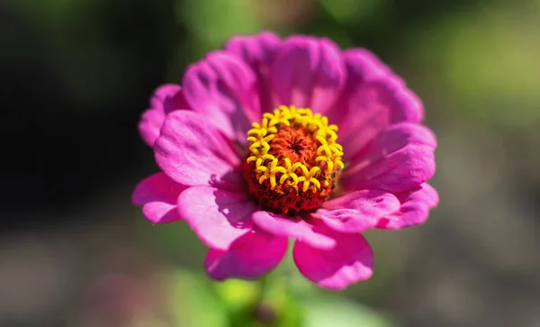 庭のピンクジニアの花 — ストック写真