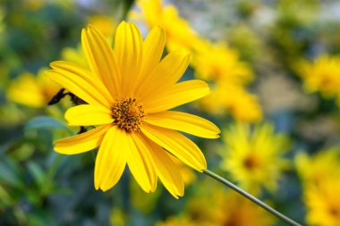 Helianthus 'un sarı çiçekleri bahçede, seçici odak.