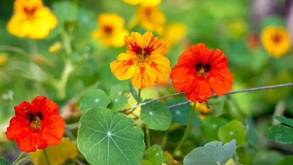 Sonbahar Bahçesinde Parlak Nasturtium Çiçekleri — Stok fotoğraf