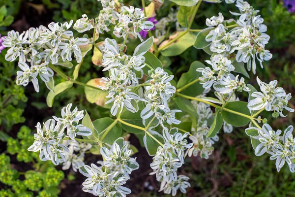 Flowers White Leaves Marginata Pursch Garden — Stock Photo, Image