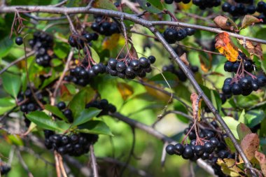 Bahçede bir demet siyah yaban mersini, Aronia melanocarpa, seçici odak.