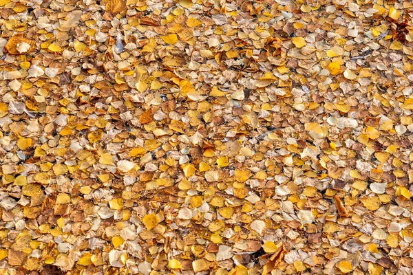 Dry Yellow Leaves Ground — Stock Photo, Image