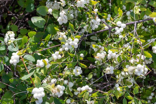 Weiße Symphoricarpos Beeren Auf Einem Busch Garten Hintergrund — Stockfoto