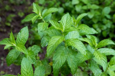 Bahçedeki taze yeşil nane yaprakları.