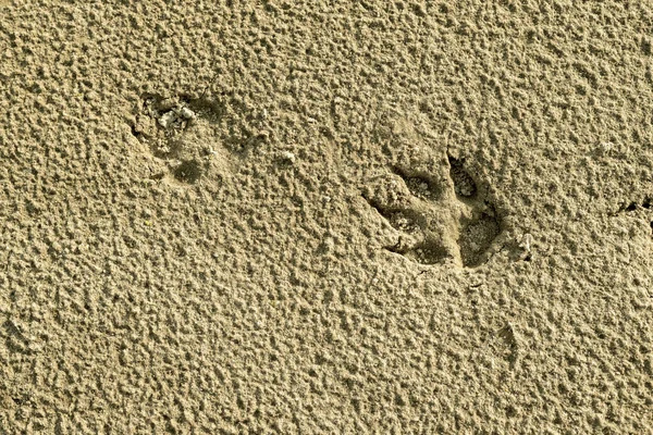 Dog footprints in the wet sand.