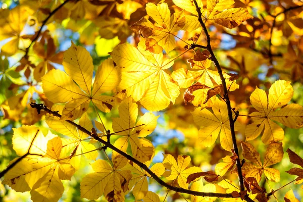 Hojas Castaño Amarillo Árbol Parque —  Fotos de Stock