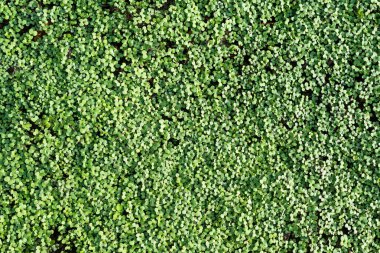 Genç hardal filizlerinin yeşil yaprakları, arka plan.