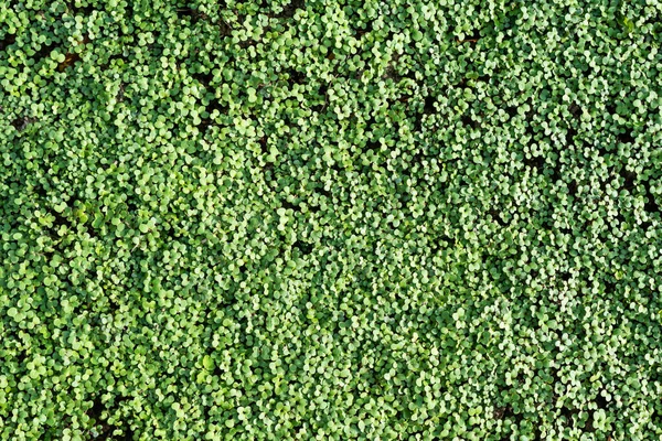 Fogliame verde dei giovani germogli di senape, sfondo. — Foto Stock