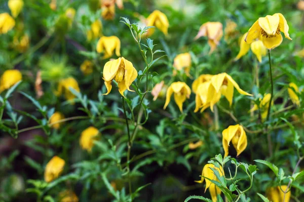 Bahçede Clematis Tangutica 'nın sarı çiçekleri, arka plan. — Stok fotoğraf