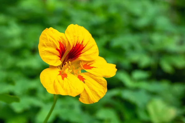 Flor amarela de nastúrcio em um fundo embaçado. — Fotografia de Stock
